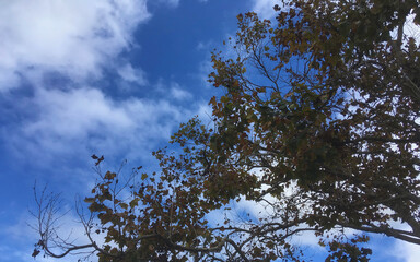 Sycamore tree autumn foliage and vivid blue sky