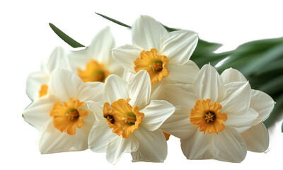 white narcissus isolated on white