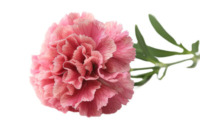 pink carnation flower isolated on a transparent background. PNG	
