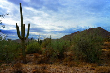 San Tan Mountains Sonora Desert Arizona - 793935037