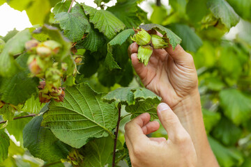Close-up of man farmer hands plucks collects ripe hazelnuts from a deciduous hazel tree bunch in...