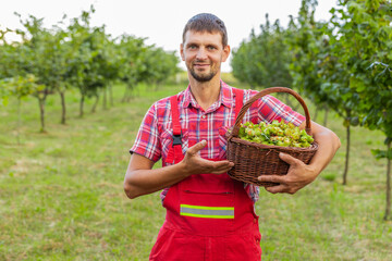 Happy man farmer shows good harvest of raw hazelnuts holding a full basket in hands in garden....