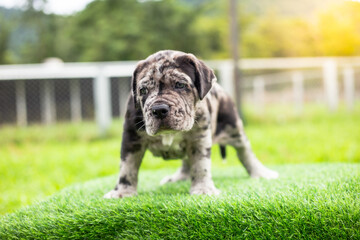 selective focus cute little black brown and white puppies with gray spots Bandogs puppies...
