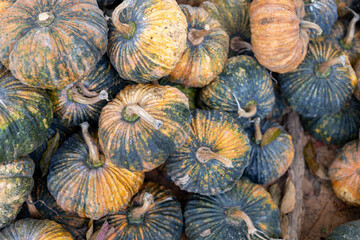 selective focus green and yellow pumpkins in a pile in a fruit shop This type of pumpkin has firm, sweet, delicious flesh.
