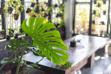 selective focus green Monstera in Plant Cafe The interior is decorated to feel like you are in a...