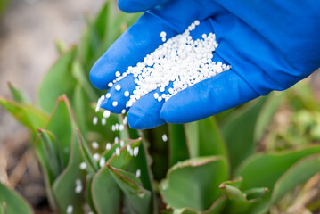 Close up of a hand in blue medical glove fertilizing young tulips. Concept of spring work in the garden, enriching the soil with fertilizer for flowers to grow better