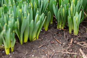 Young narcissus sprouts close up, white fertilizer on the wet ground among it. Plant growing...