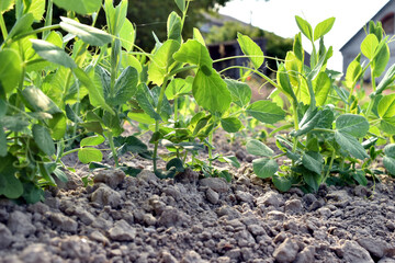 Young stems of peas that have sprouted in the garden.