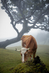 Cow pasture in foggy mistical Fanal Forest in Madeira Island, Portugal