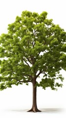 A tall, green tree with a thick trunk and lush foliage isolated on a white background.