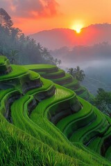 A beautiful landscape of a rice terrace in Bali, Indonesia. The sun is setting over the lush green terraces, and the sky is a vibrant orange. © Mind