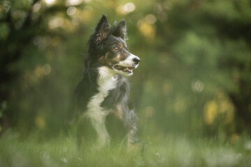 old wise border collie dog sitting portrait in a park in the spring