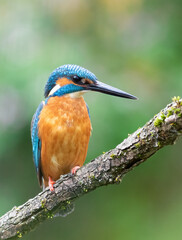 Common kingfisher. A bird sits on a branch above the water and looks out for prey in the river