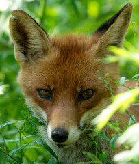 red fox in the grass