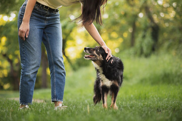 cute old border collie dog being pet on the head by a young woman wearing jeans in a park in the...