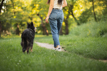 old border collie dog walking a young woman wearing jeans in a park in the spring seen from the back