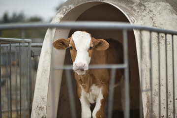 Horizontal portrait of brown and white calf, young cow, standing in a cage at a bio dairy farm...