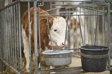 Horizontal portrait of a brown and white calf, young cow, standing in a cage at a bio dairy farm....