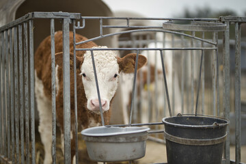 Horizontal portrait of a brown and white calf, young cow, standing in cage at a bio dairy farm...