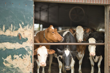A group of cows in a cowshed, bio dairy farm, standing at the entrance and looking outside. Cattle...