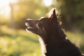 cute old border collie dog head profile portrait in a park in the spring