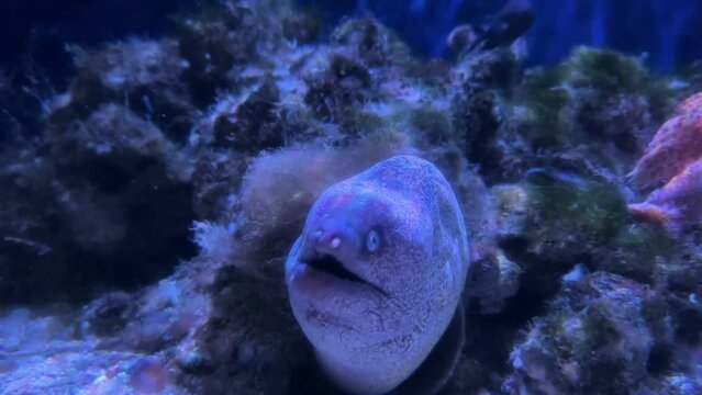 Moray Kidako in the aquarium, fish in the form of a snake
