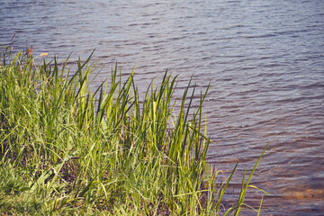 Obraz na płótnie Canvas brzeg jeziora ,trawa 