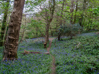 Bluebells in a remote Cornish Forest.
