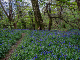 Hidden Cornish Woodland with Bluebells
