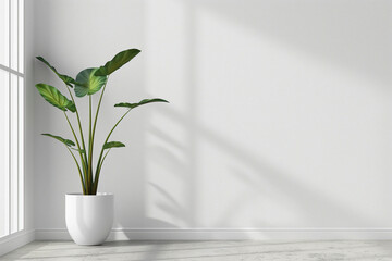 photo of an Alocasia plant in a white pot standing against the wall in a modern room in white tones, realistic photo of good quality