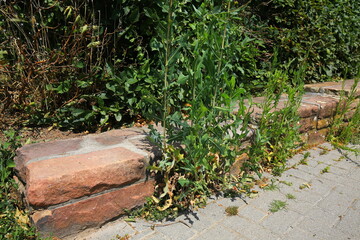 Straße des Alltages. Unkraut am Straßenrand.