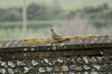 thrush songbird perched on an old stone wall with countryside blurred in the background