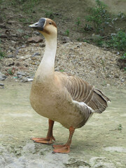 Chinese goose