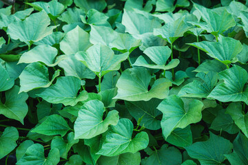 Fototapeta na wymiar green plantation of organic natural sweet potatoes in the backyard