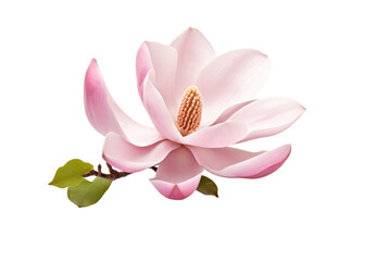 Magnolia Flower and Buds on White Background