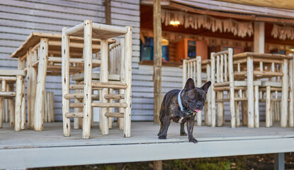 french bulldog dog with light blue collar looking down on a deck of a rustic wooden beach bar...
