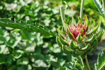 purple artichoke flower in the home garden