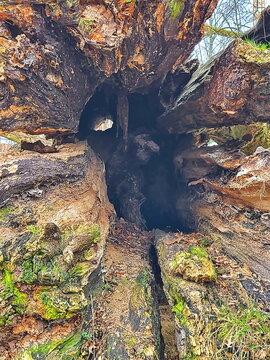 Entwurzelter Baum, dessen Wurzeln und ein Teil des Stammes aus dem Boden gerissen wurden und nun sichtbar sind. 