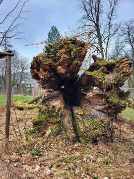 Entwurzelter Baum, dessen Wurzeln und ein Teil des Stammes aus dem Boden gerissen wurden und nun sichtbar sind. 