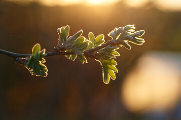 Young acacia leaves bloom from the buds in the rays of the bright spring sun.