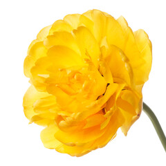Bright yellow tulip flower isolated on white background.