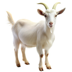 Realistic white goat on a transparent background