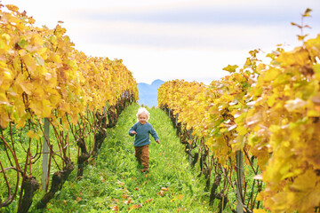 Outdoor portrait of adorable toddler boy playing in autumn vineyards, happy and active lifestyle
