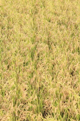 収穫間近の稲穂