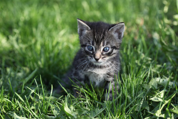 Naklejka na ściany i meble Cute gray kitten on green grass.