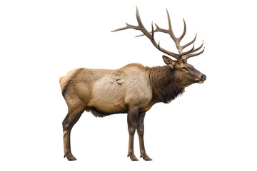 Elk on a Transparent Background