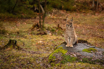 Eurasian lynx in the nature habitat. Beautiful and charismatic animal. Wild Europe. European wildlife. Animals in european forests. Lynx lynx.