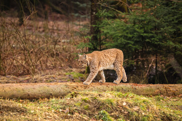Obraz premium Eurasian lynx in the nature habitat. Beautiful and charismatic animal. Wild Europe. European wildlife. Animals in european forests. Lynx lynx.