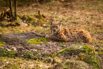 Naklejka na ściany i meble Eurasian lynx in the nature habitat. Beautiful and charismatic animal. Wild Europe. European wildlife. Animals in european forests. Lynx lynx.