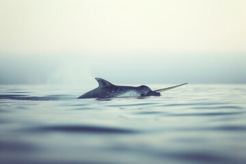 A solitary narwhal breaches the surface of the Arctic waters. - obrazy, fototapety, plakaty